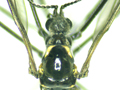 Ellipteroides lateralis